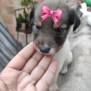 Cachorro porte medio para adoção em Betim - Minas Gerais