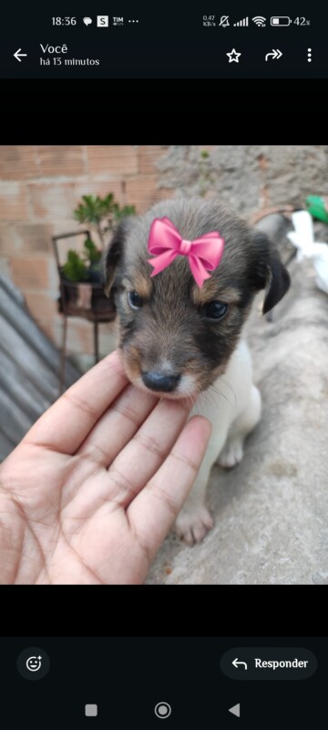 Cachorro Médio para adoção em Betim - Minas Gerais