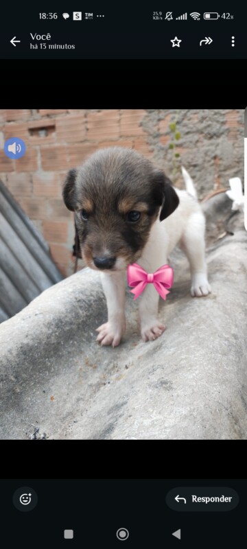 Cachorro Médio para adoção em Betim - Minas Gerais