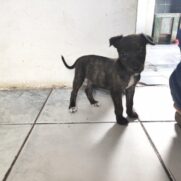 Cachorro porte medio para adoção em Betim - Minas Gerais