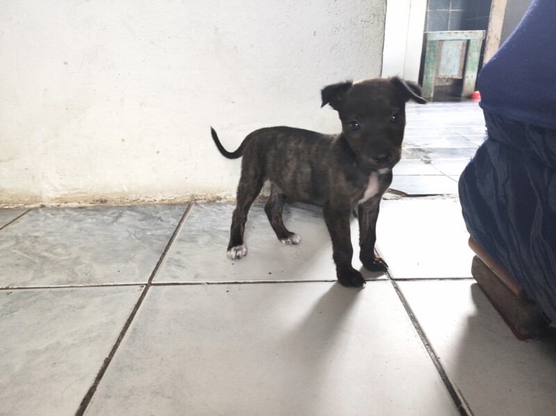 Cachorro Médio para adoção em Betim - Minas Gerais