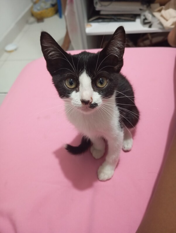 Gato Pequeno para adoção em Salvador - Bahia