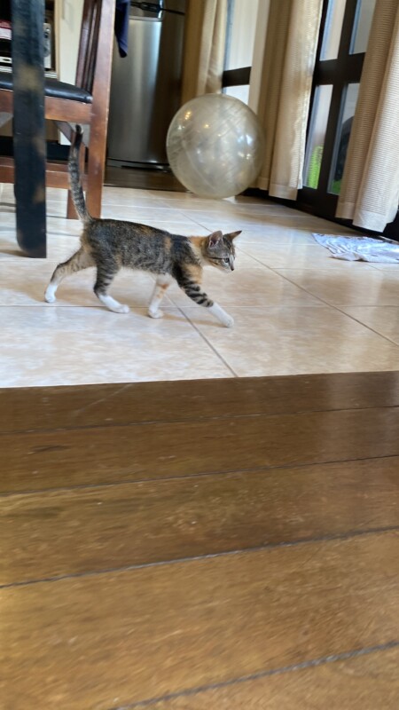 Gato Pequeno para adoção em Brusque - Santa Catarina