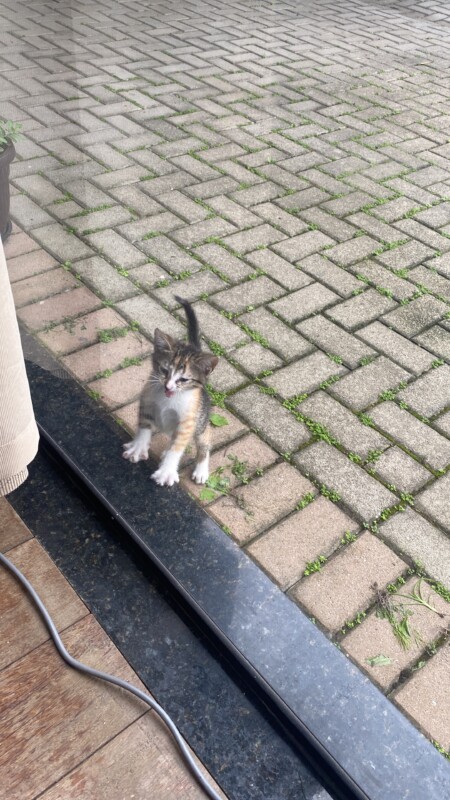 Gato Pequeno para adoção em Brusque - Santa Catarina