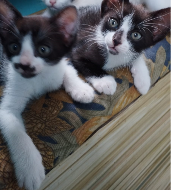 Gato Pequeno para adoção em Porto Alegre - Rio Grande do Sul